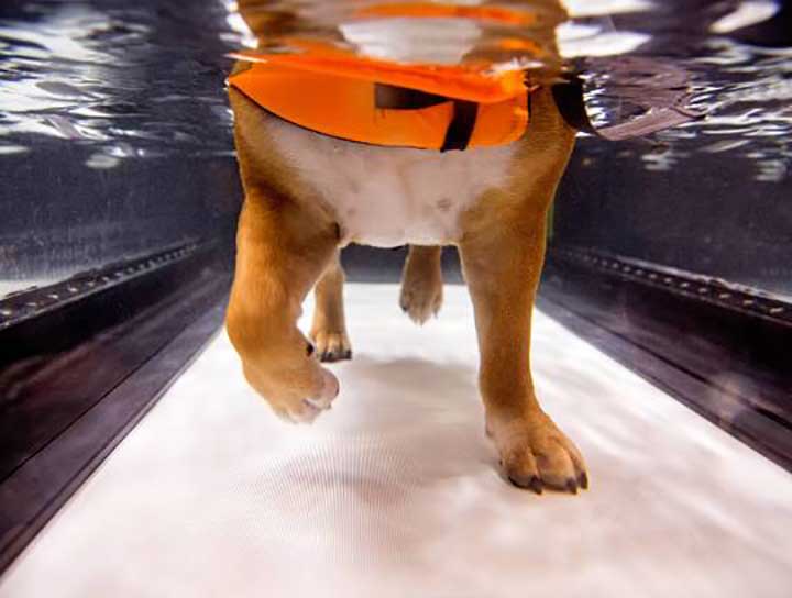 Hydrotherapy for Dogs in Athens