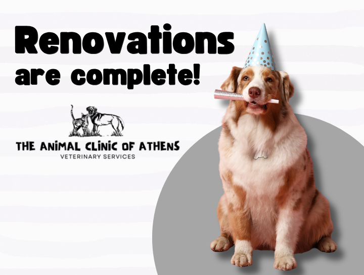 Exciting News! Renovations Complete at The Animal Clinic of Athens!